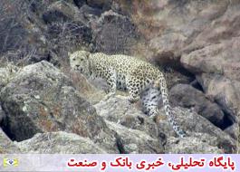 تصویربرداری از پلنگ ایرانی در طالقان از فاصله نزدیک